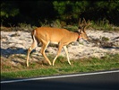 Assateague National Park Deer